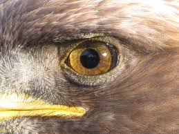 eagle eye.jpg